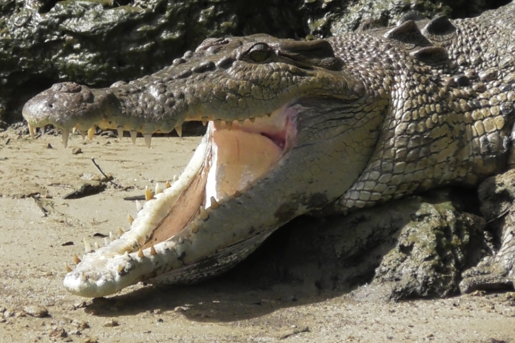 daintree river tours