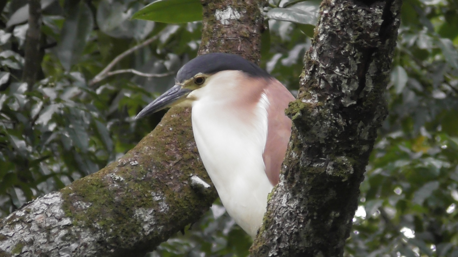 river cruises daintree